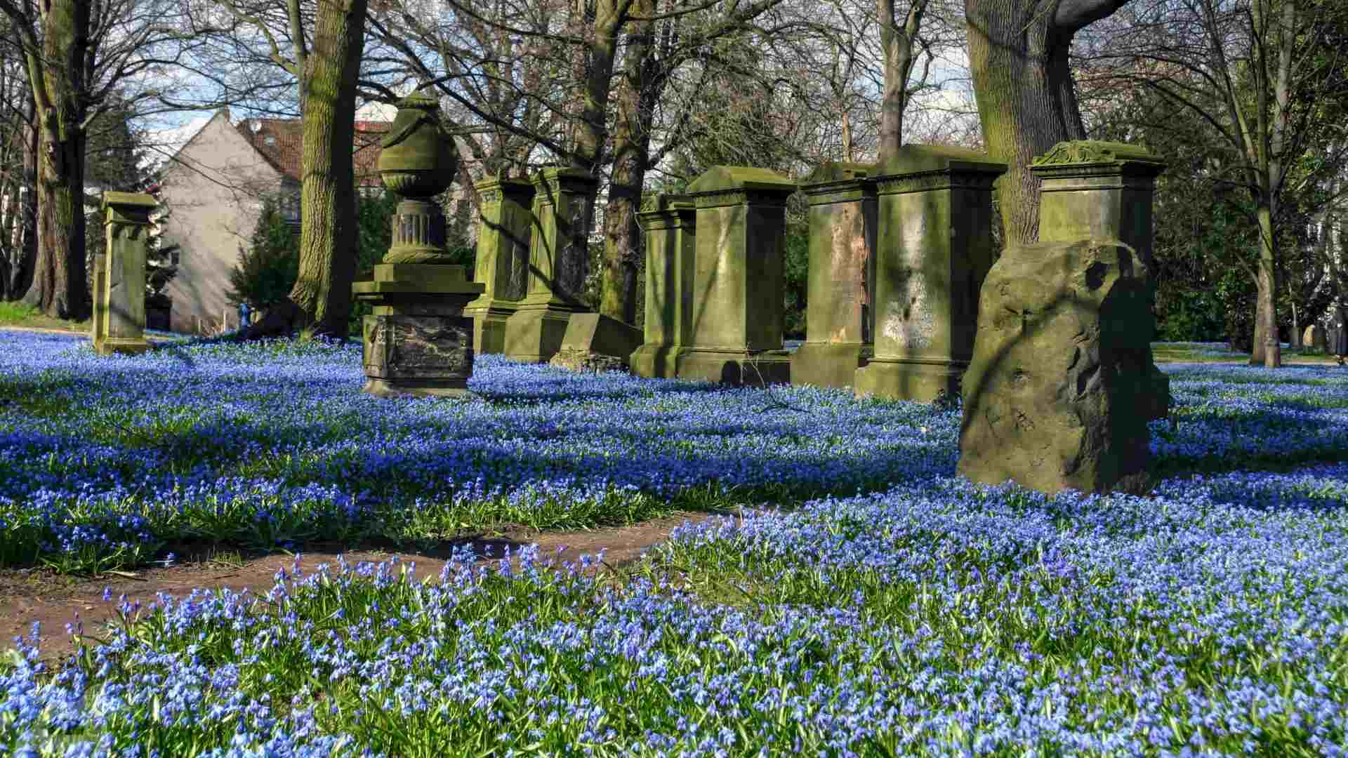 Blausternblüte auf dem Domfriedhof / Magnifriedhof
