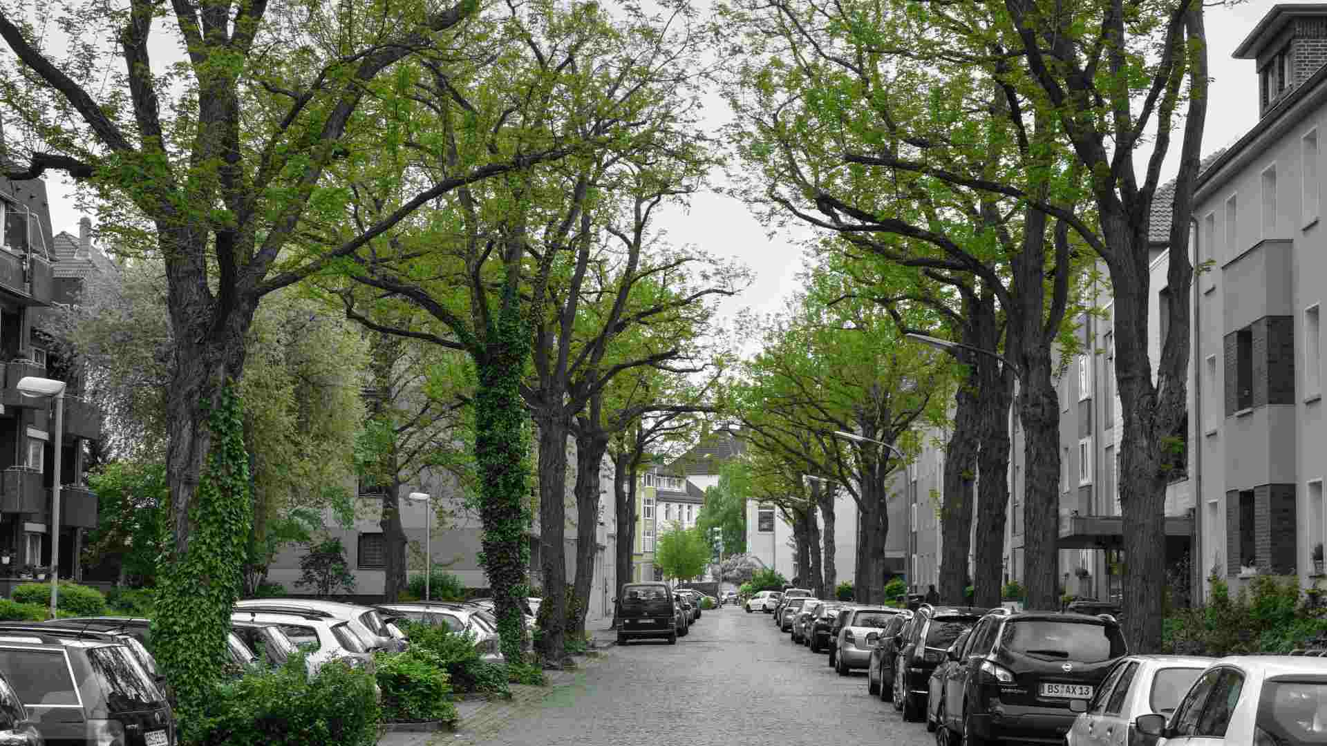 Hartgerstraße vor der Sanierung (hier noch mit "richtigen" Bäumen)