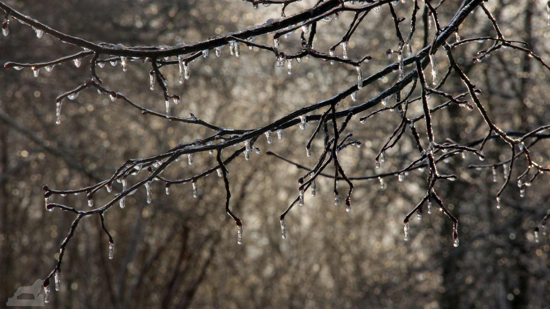 Eisbedeckte Zweige im Bürgerpark