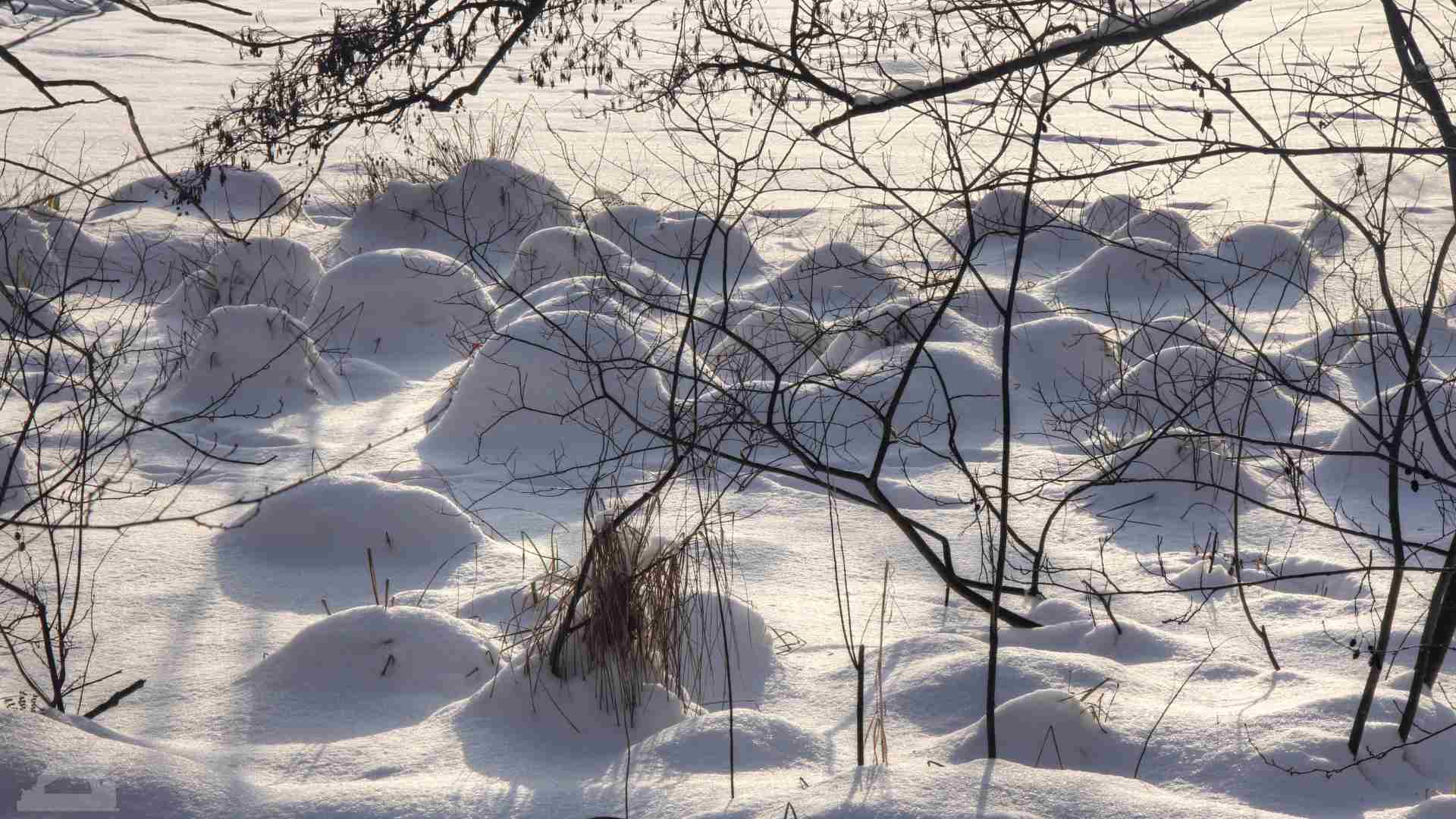 Schneebedeckte Grasbüschel am Kreuzteich (Riddagshausen)