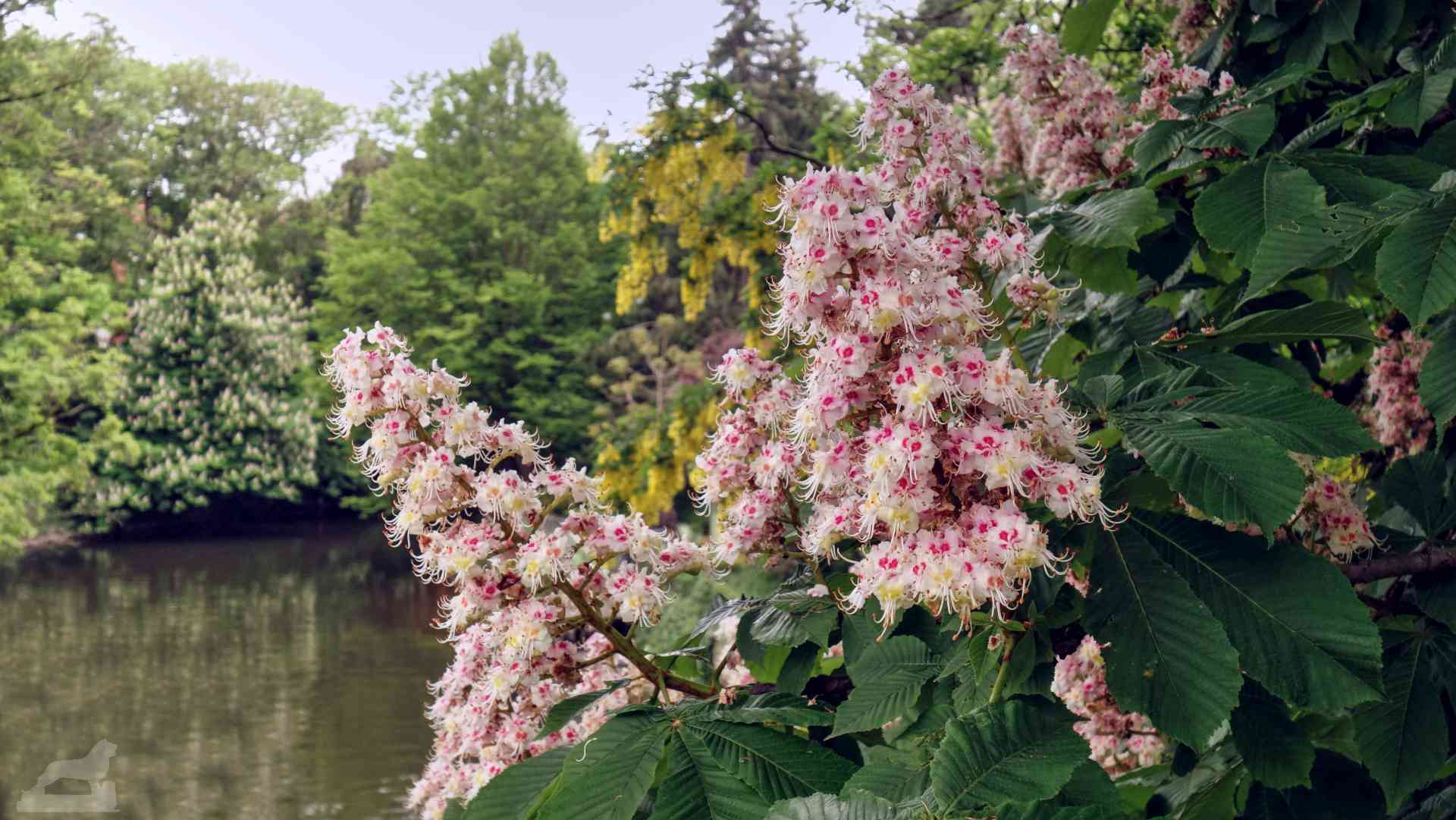 Kastanienblüte an der Steintorbrücke