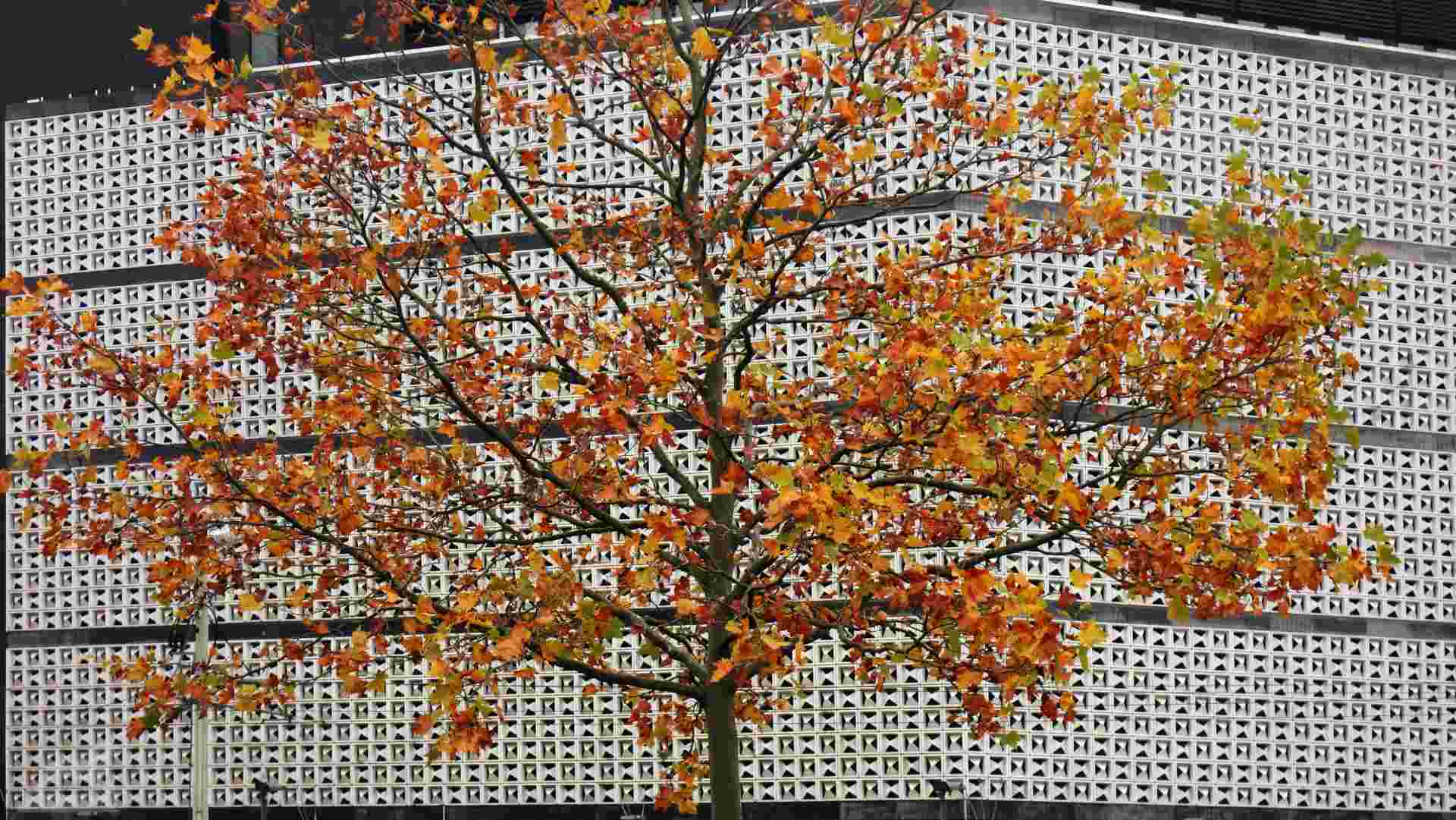 Baum vor der Horten-Kachelfassade