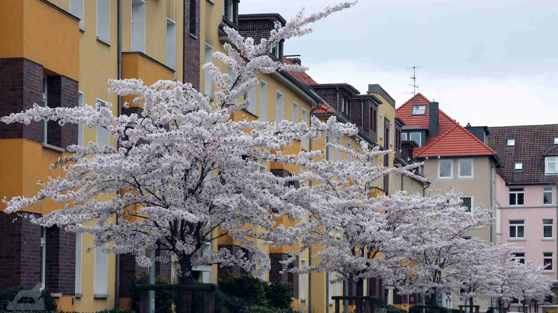 Zierkirschblüte in der Hartgerstraße
