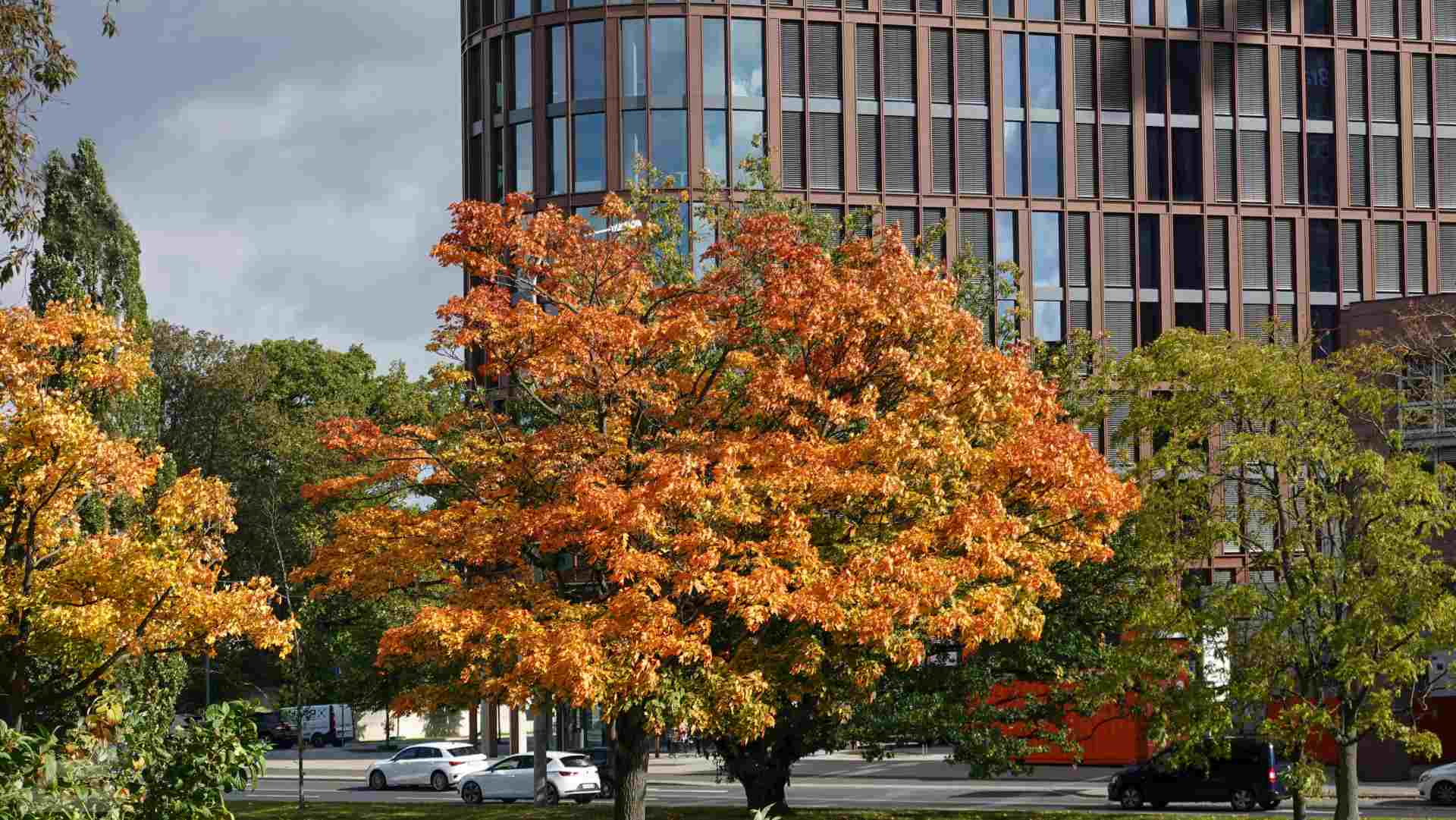 Herbstlich gefärbter Baum vorm BraWo-Tower I