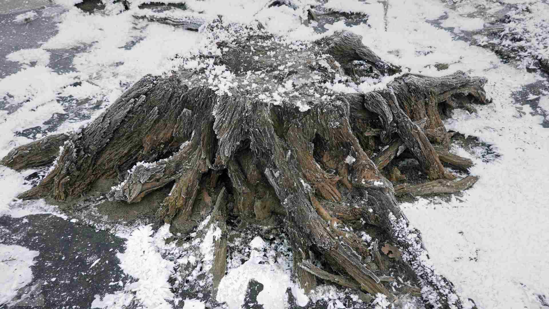 Alte Baumstümpfe im abgelassenen Mittelteich