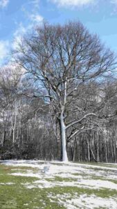 Prinz-Albrecht-Park im Winter