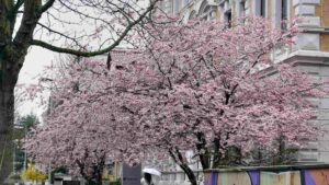 Japanische vor Nord/LB-Filiale in der Kastanienallee