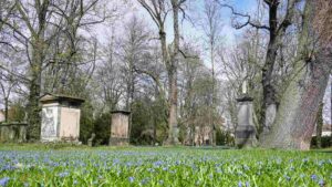 Blausternblüte (Scilla) auf dem Magni-Friedhof