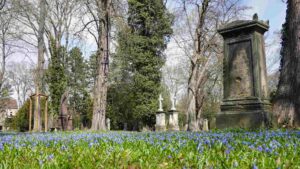 Blausternblüte (Scilla) auf dem Magni-Friedhof