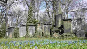 Blausternblüte (Scilla) auf dem Magni-Friedhof