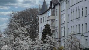 Blühende Magnolienbäume in der Roonstraße