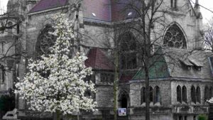 Blühender Magnolienbaum vor St. Pauli
