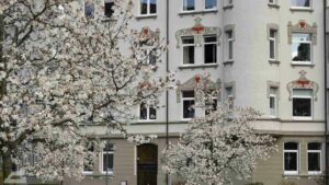 Blühende Magnolienbäume in der Roonstraße