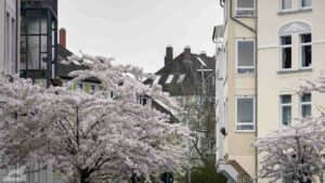 Blühende Zierkirschbäume in der Hartgerstraße