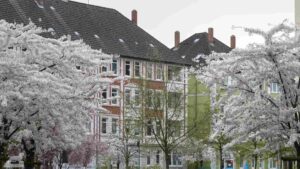 Blühende Zierkirschbäume auf dem Andreeplatz