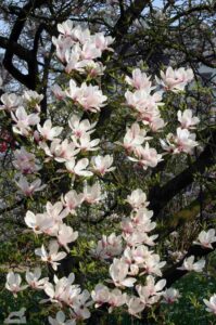 Im Botanischen Garten