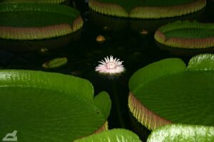 Victoria Seerose im Botanischen Garten