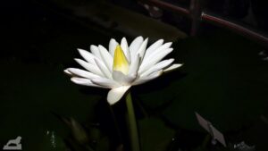 Botanischer Garten - Ägyptischer Lotus