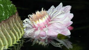 Victoria Seerose im Botanischen Garten