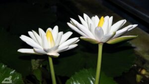 Botanischer Garten - Ägyptischer Lotus