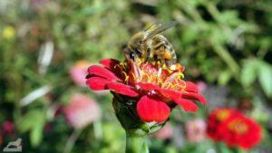 Biene auf Blüte im botanischen Garten