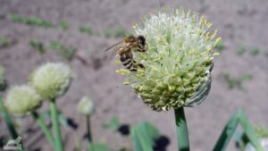 Im Botanischen Garten