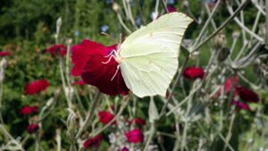 Im Botanischen Garten