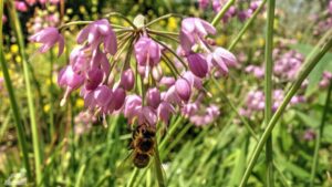 Im Botanischen Garten