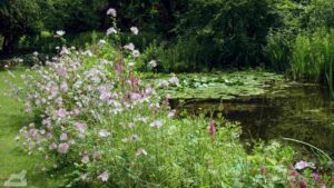 Im Botanischen Garten