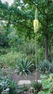 blühende Königs-Agave im Botanischen Garten