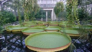 Victoria Seerose im Botanischen Garten