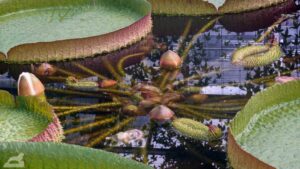 Victoria Seerose im Botanischen Garten