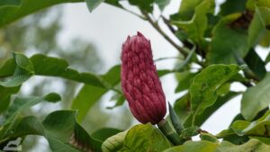 Magnolienknospe im Botanischen Garten