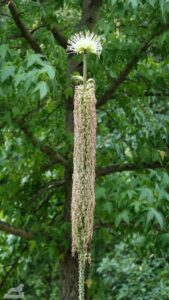 blühende Königs-Agave im Botanischen Garten