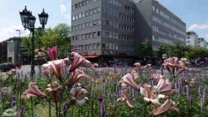 Blumenbepflanzung vor dem Staatstheater