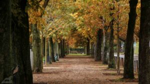 Herbstliche Baumallee am Löwenwall