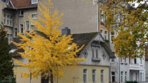 Herbstlicher Gingkobaum in der Helmstedter Straße