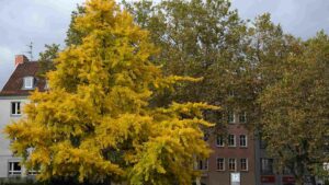 herbstlicher Gingkobaum auf dem Ruhfäutchenplatz