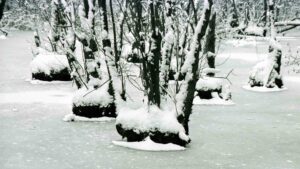 Wiedingsteich (Riddagshäuser Teiche) im Januar 2001