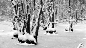 Wiedingsteich (Riddagshäuser Teiche) im Januar 2001
