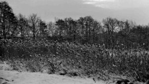 Schapenbruchteich im Januar 2001