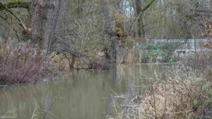 Die Mittelriede - normalerweise nur ein kleiner Bach (Hochwasser im Januar 2024)