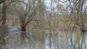 Die Mittelriede - normalerweise nur ein kleiner Bach (Hochwasser im Januar 2024)