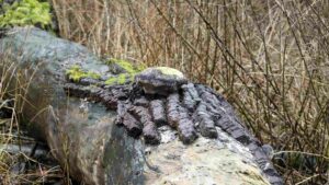 Baumpilz auf totem Baum an der Wabe