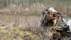 toter Baum über der Wabe