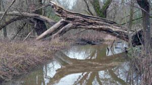 toter Baum über der Wabe