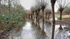 überfluteter Walkholzweg (Hochwasser Januar 2024)