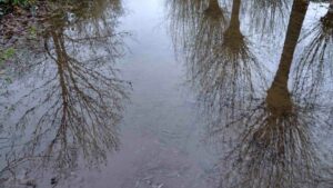 sich spiegelnde Kopfweiden im überfluteten Walkholzweg (Hochwasser Januar 2024)
