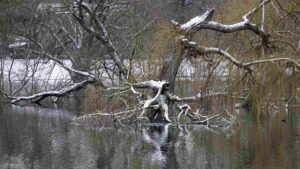 abgestorbener Baum am Südteich