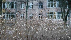 Schneebeerensträuche vor Häusern der Herzogin-Elisabeth-Straße